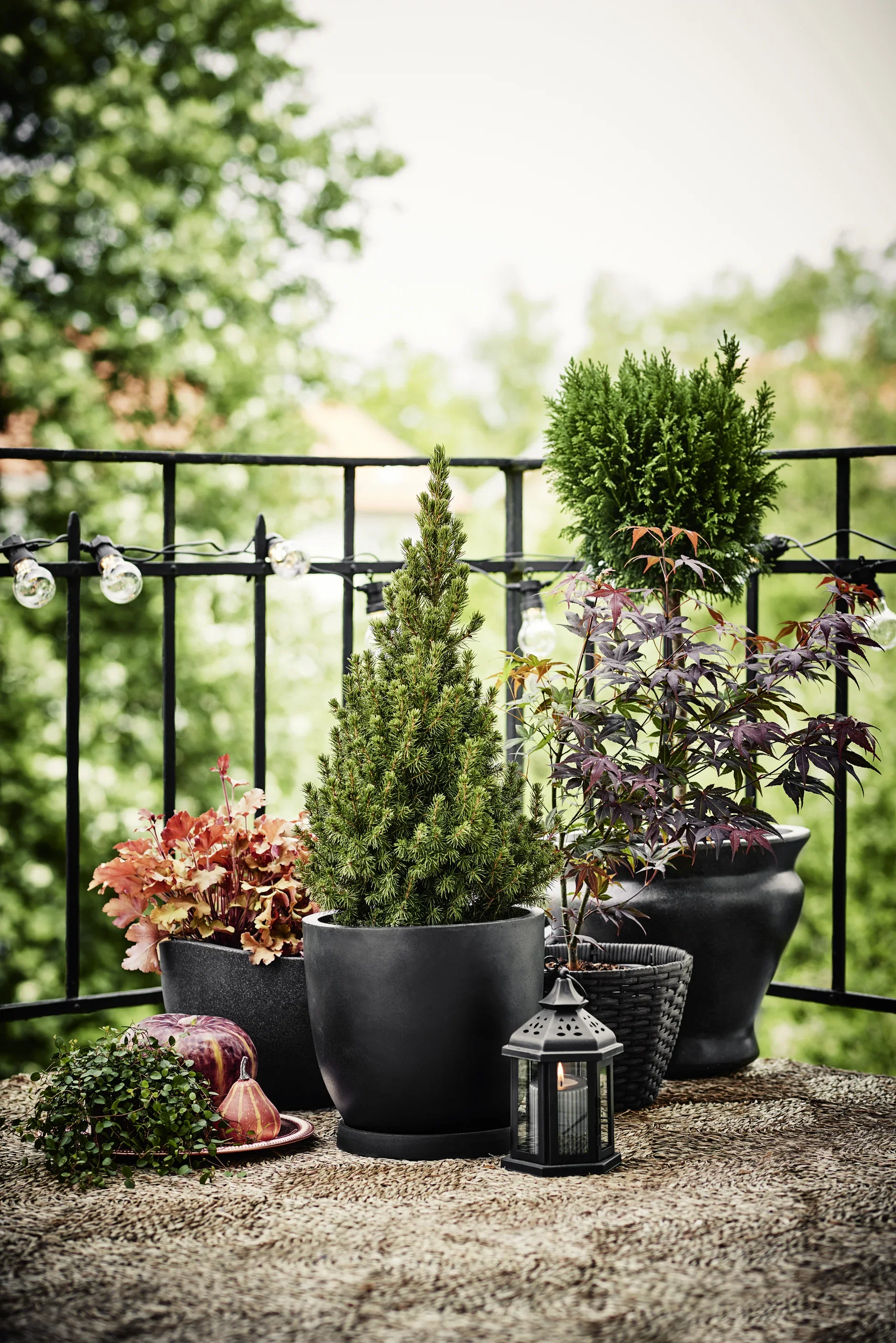 Viftelønn 'Atropurpureum'