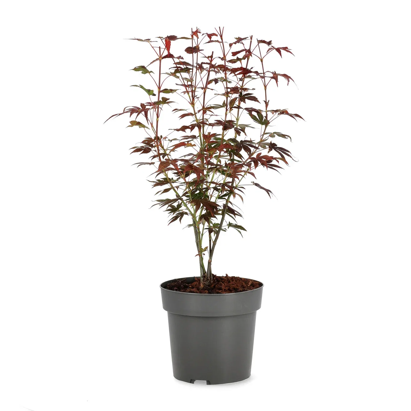 Viftelønn 'Atropurpureum'