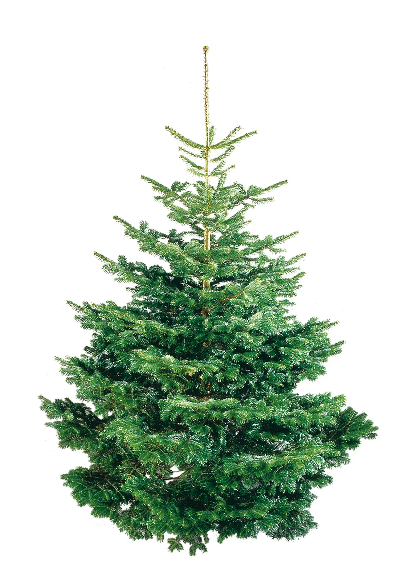 Edelgran Excellent 190-220 cm