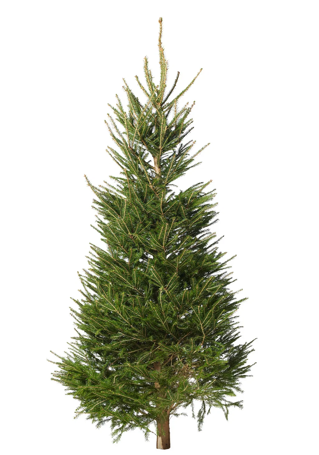 Vanlig gran 220-260cm