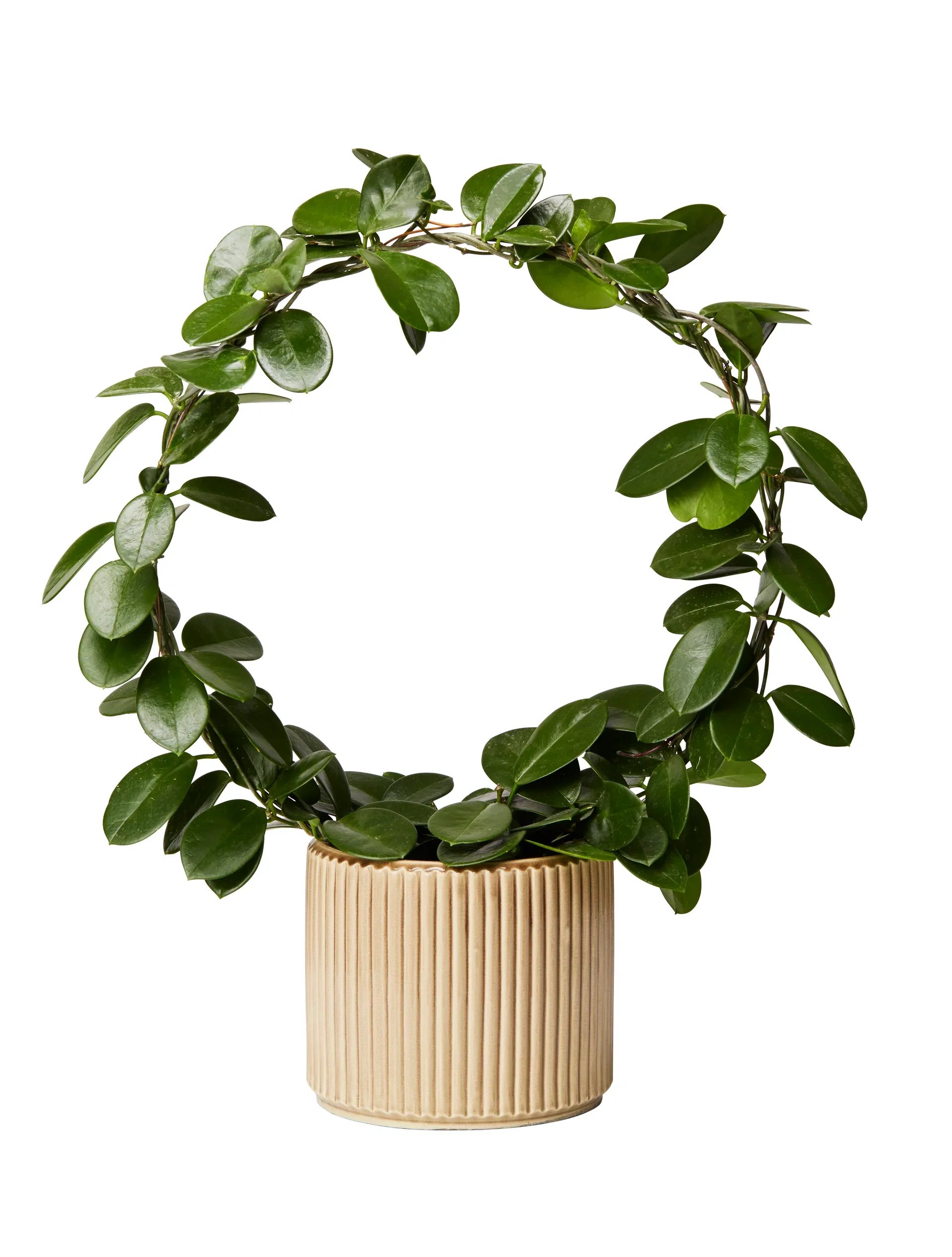 Porselensblomst på bøyle