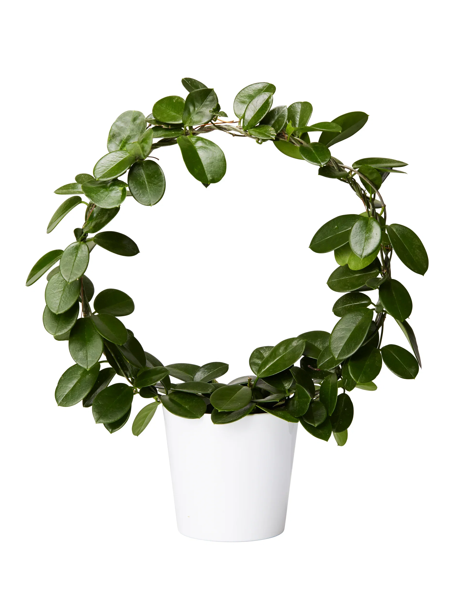 Porselensblomst på bøyle