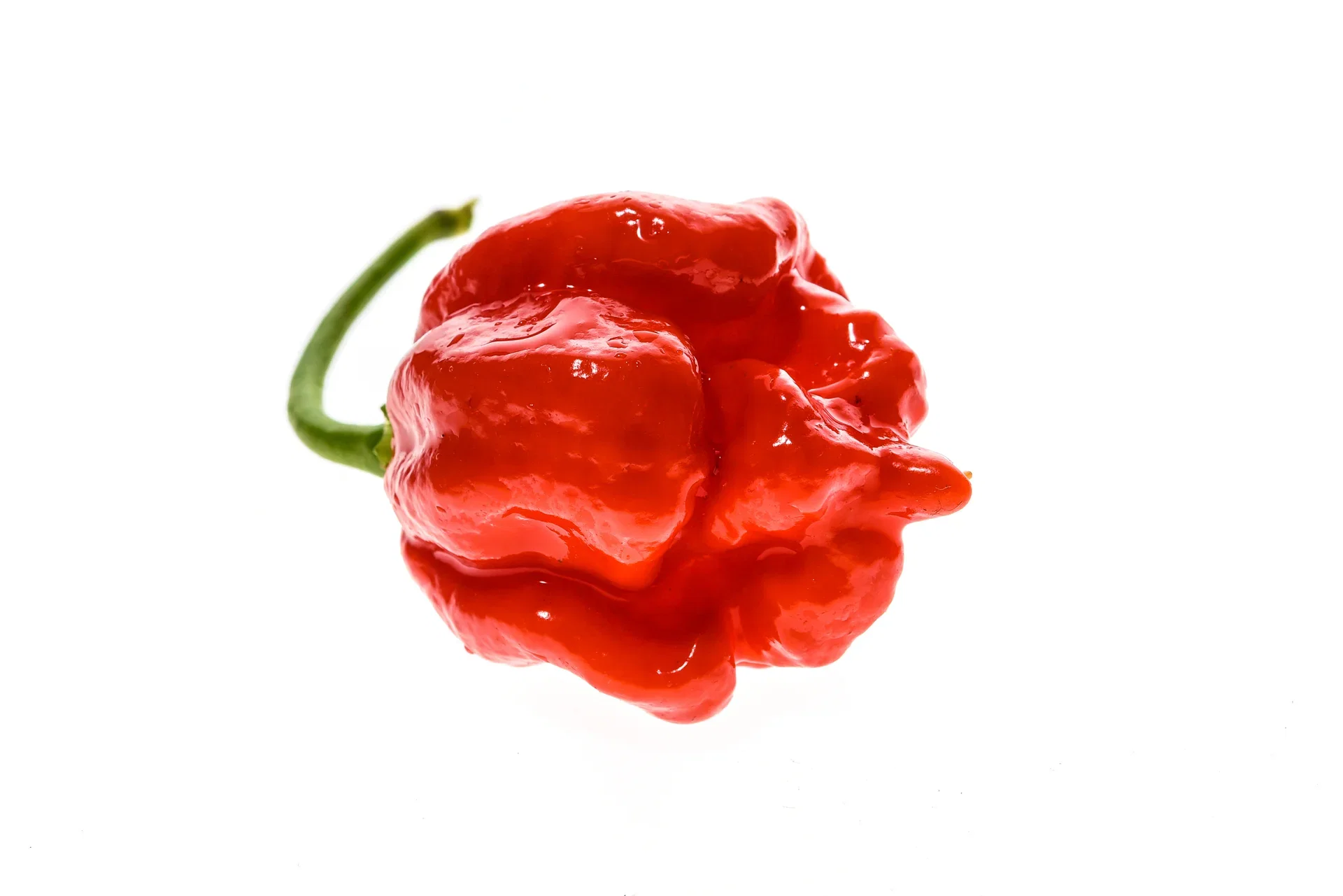 Chili 'Trinidad Moruga Scorpion'