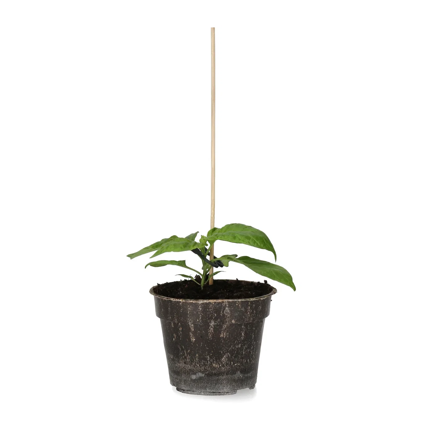 Chili 'Trinidad Moruga Scorpion'