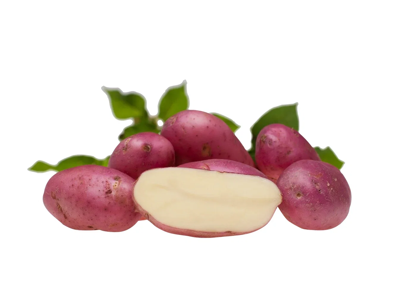 Settepotet 'Asterix'