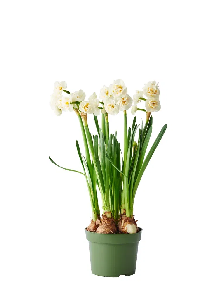 Påskelilje 'Bridal Crown'