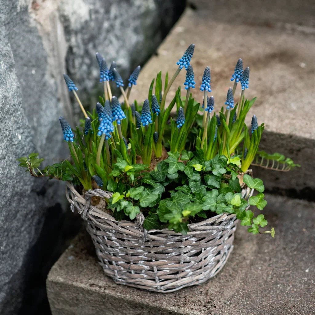 Perleblomst 'Blue Magic'