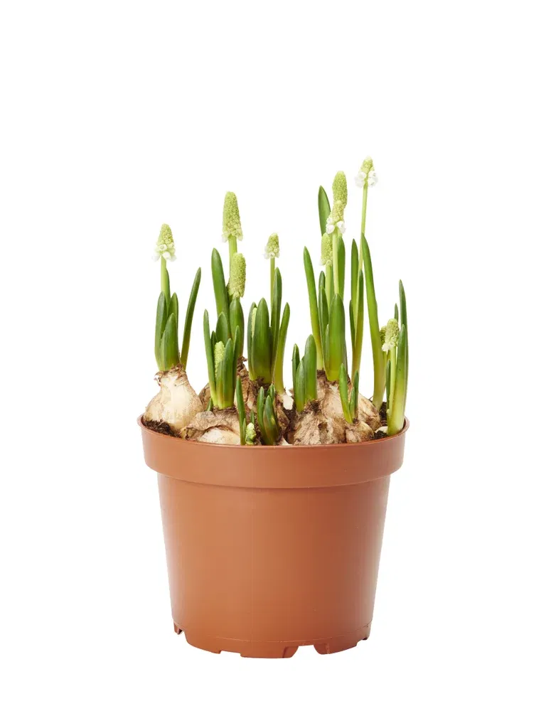 Perleblomst 'White Magic '