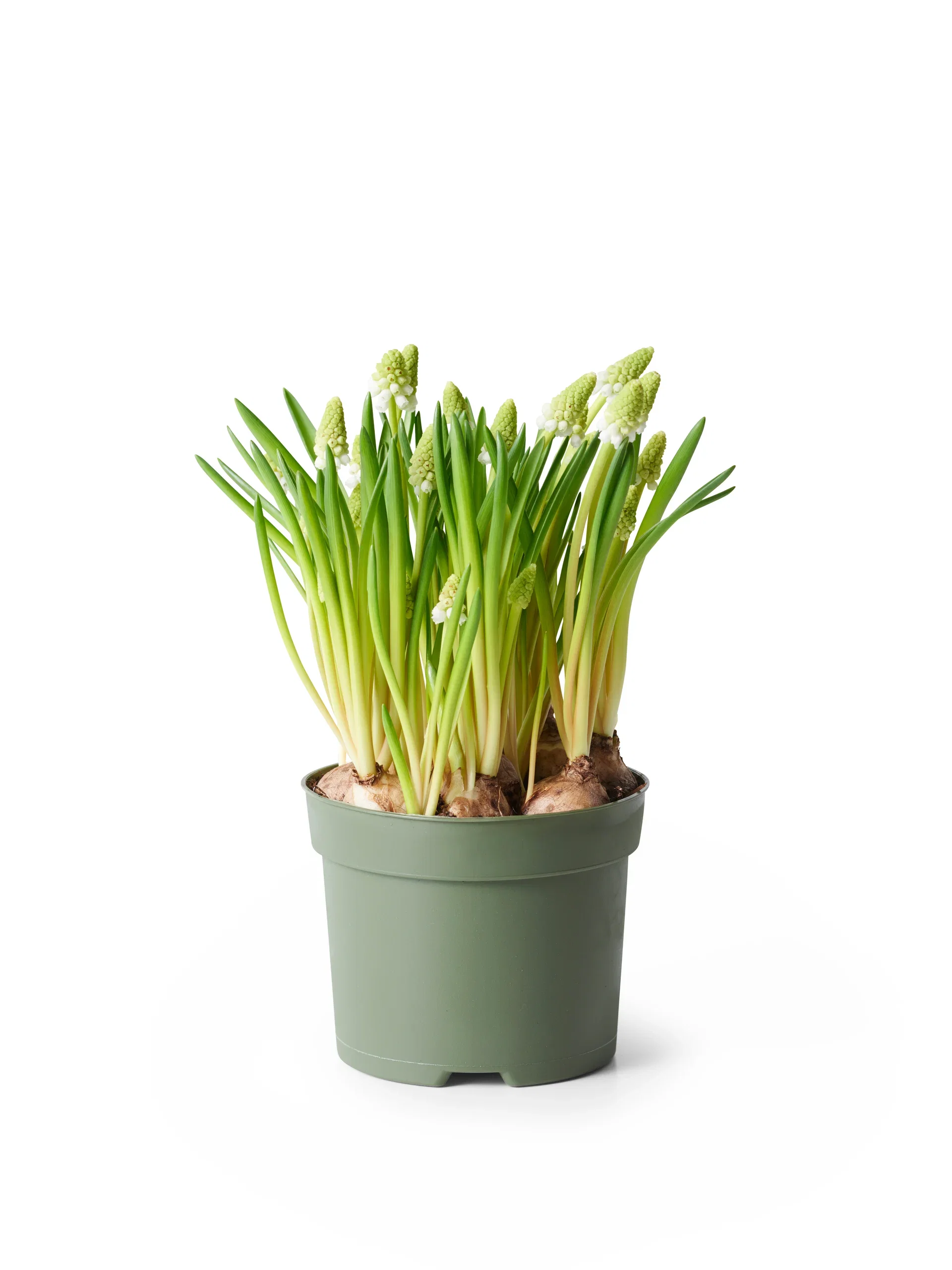 Perleblomst 'White Magic '