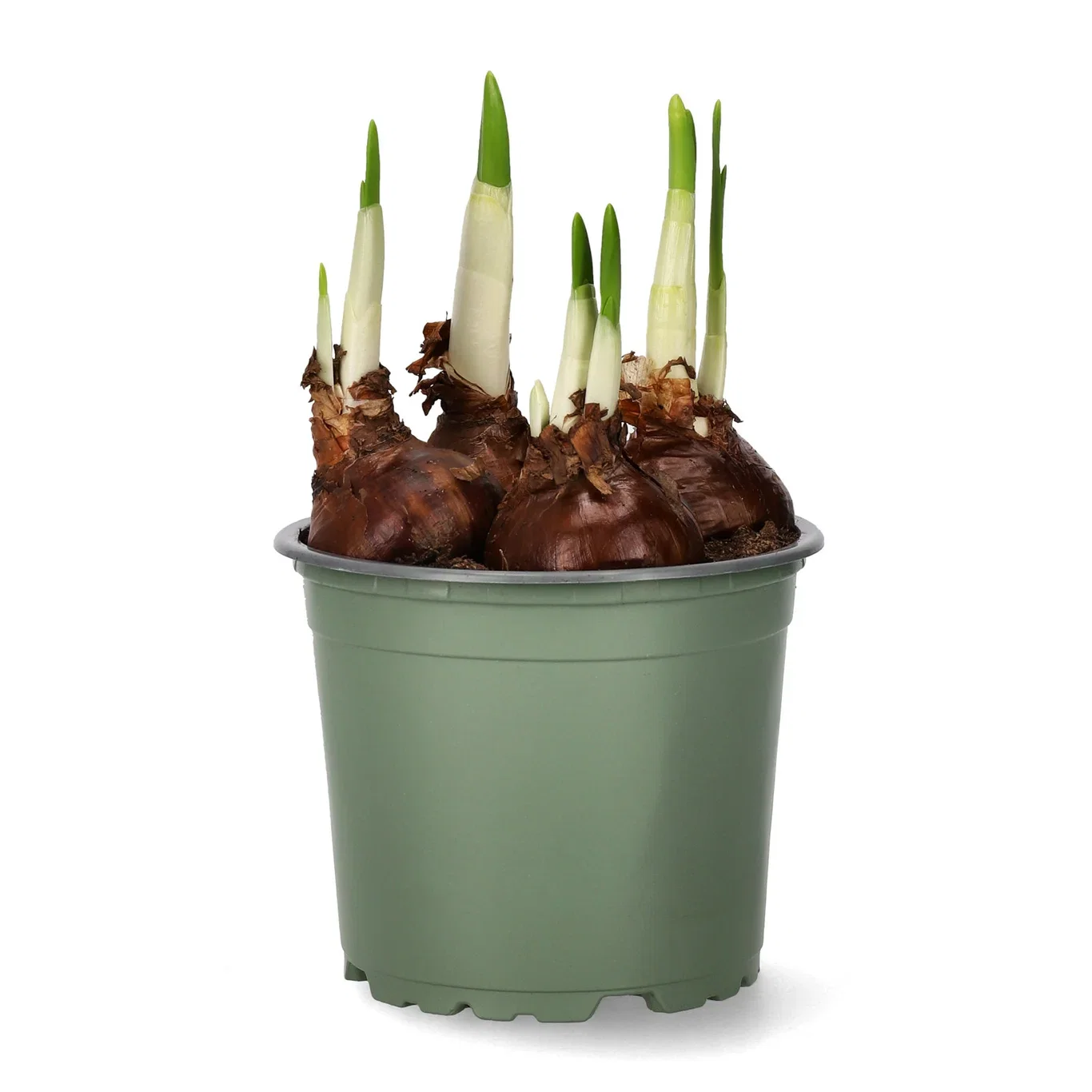 Hvit tasettnarsiss 'Paperwhite Ziva'