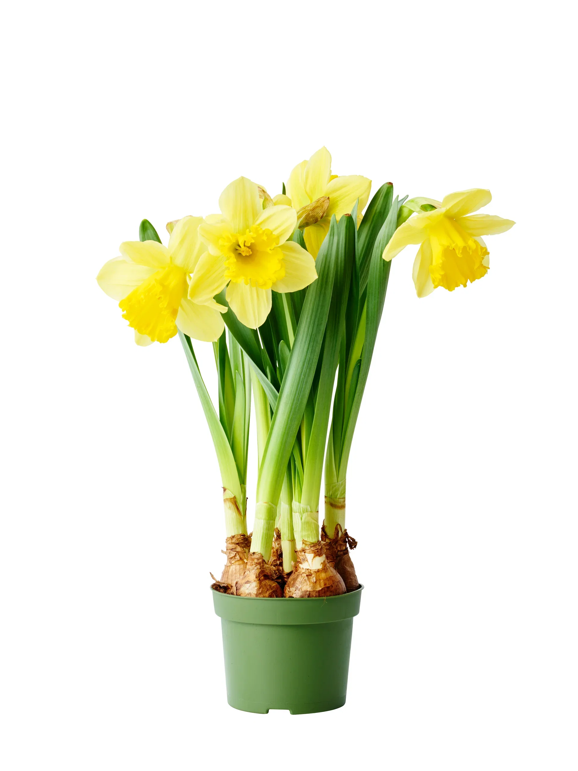 Påskelilje 'Carlton '