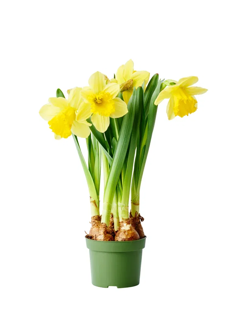 Påskelilje 'Carlton '