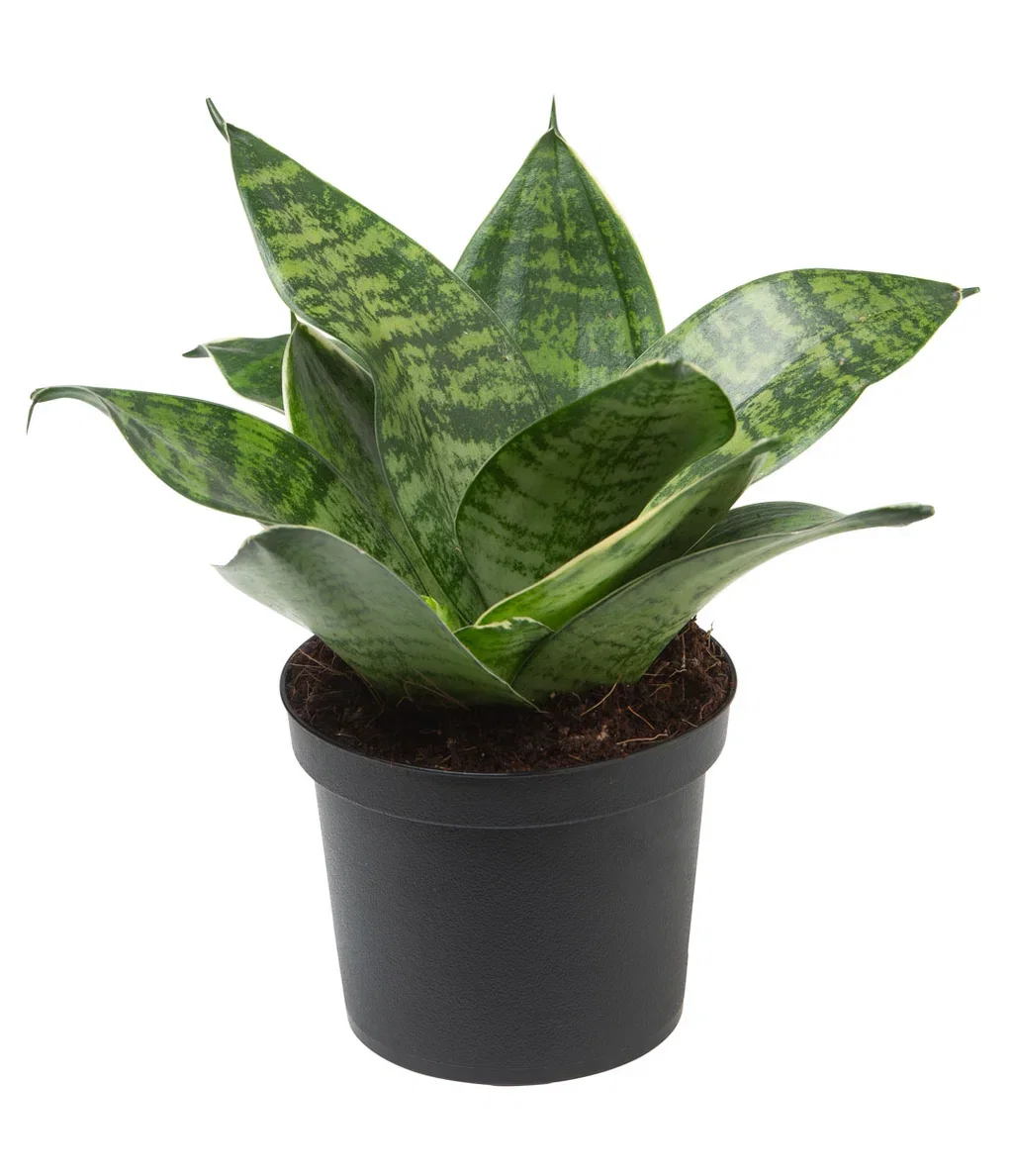 Svigermorstunge 'Hahnii'