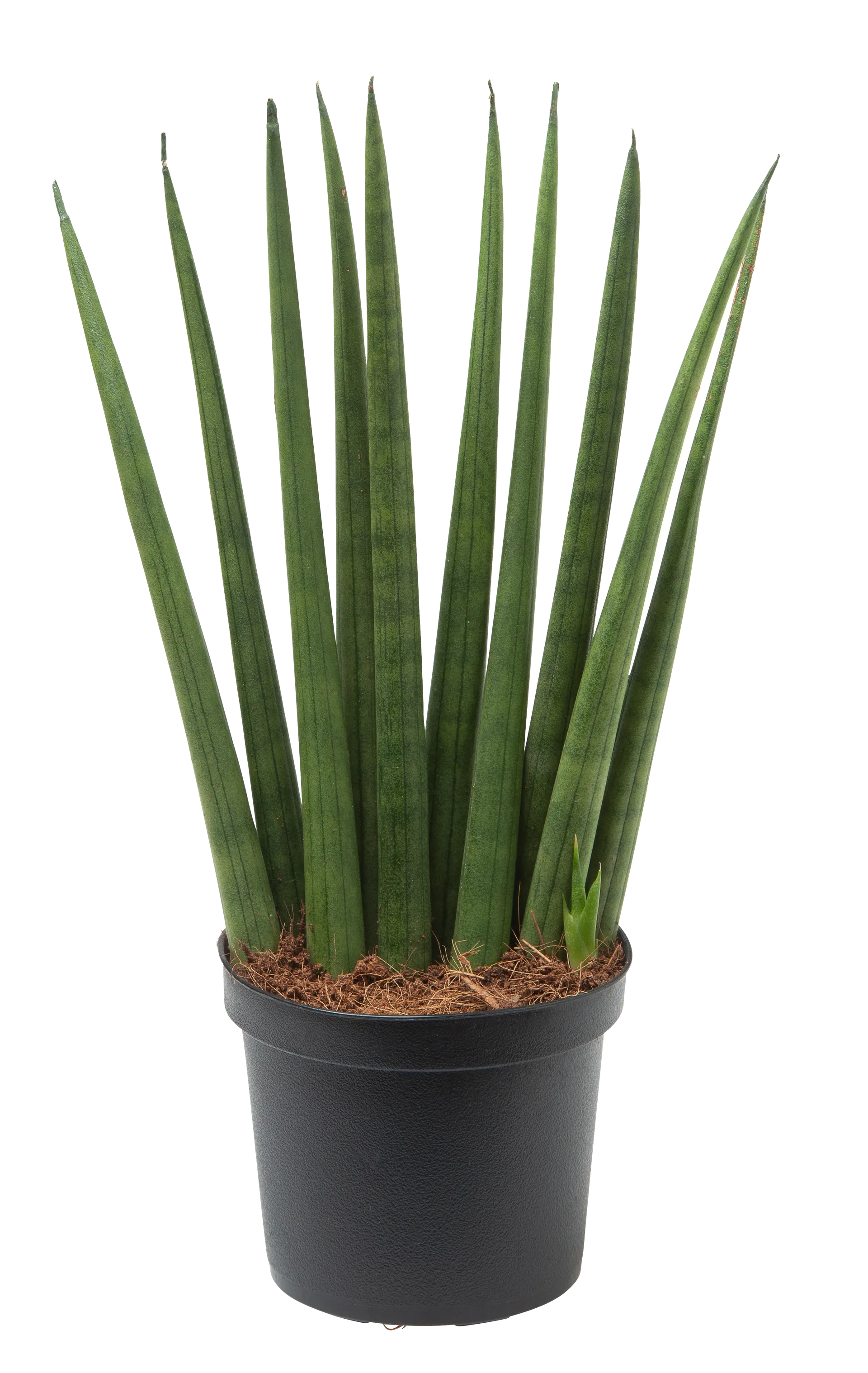 Sansevieria 'Cylindrica' miks