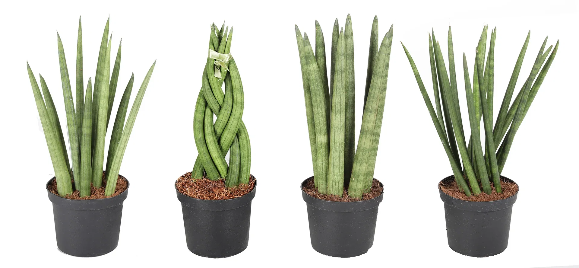 Sansevieria 'Cylindrica' miks