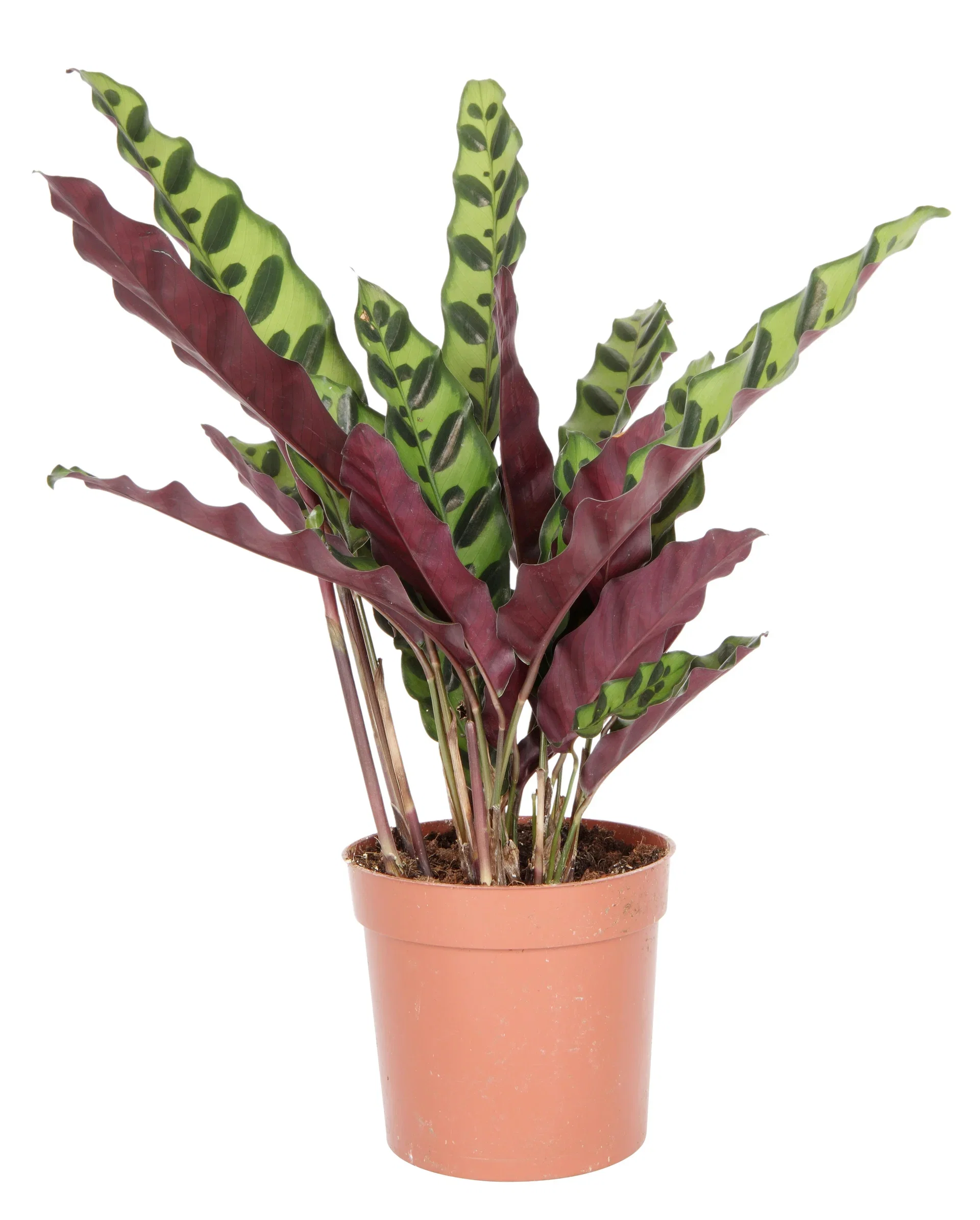 Calathea 'Lancifolia'