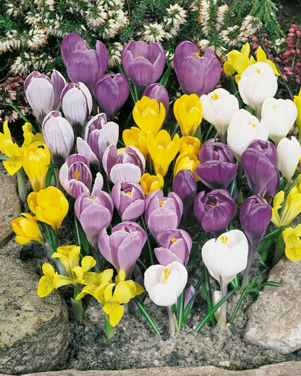 Storblomstret krokus miks