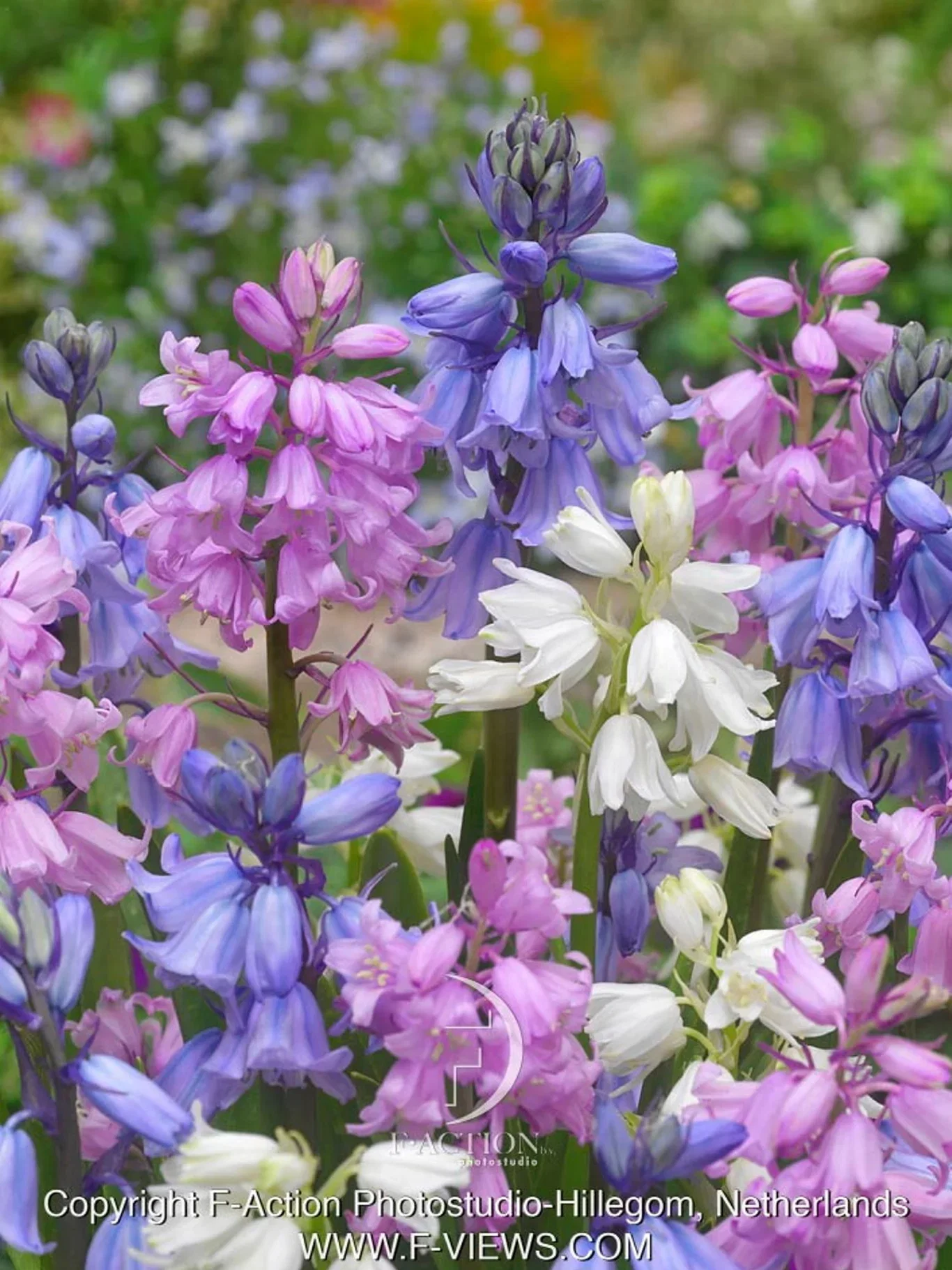 Spaniablåstjerne miks