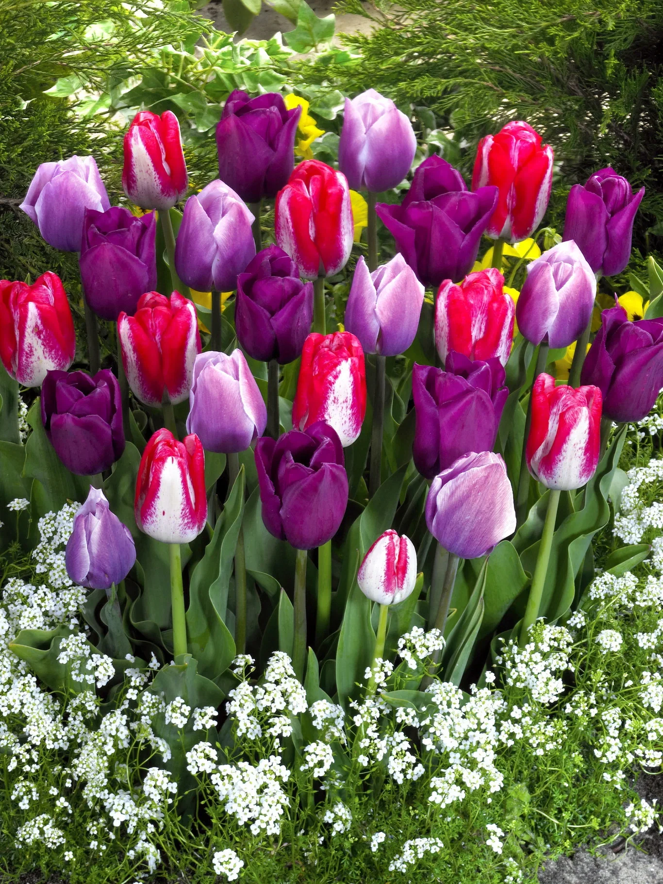 Tulipanmiks Lovers Blend