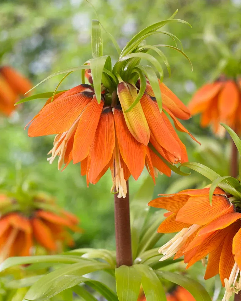 Keiserkrone 'Orange Beauty'