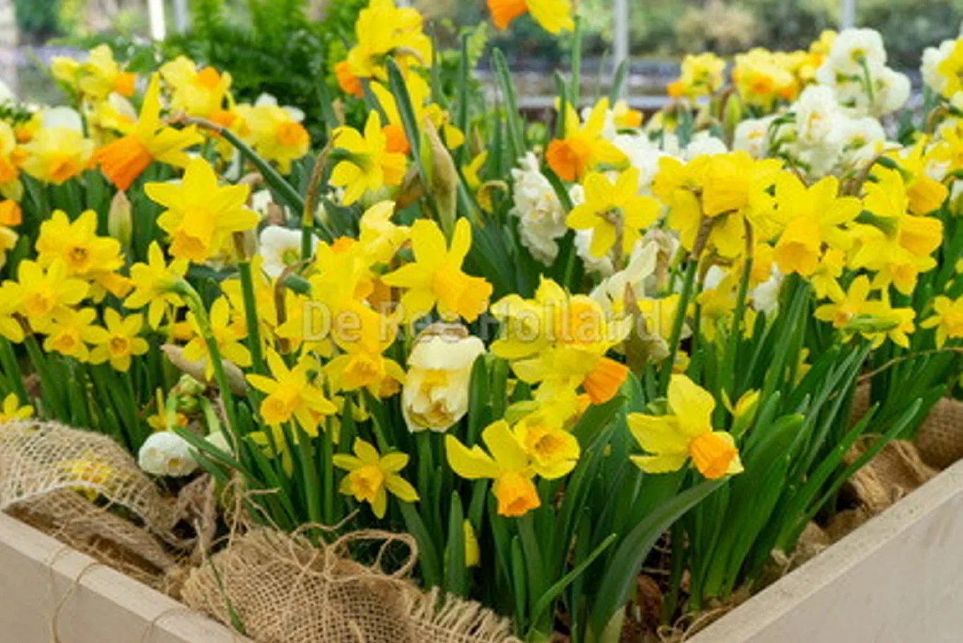 Påskeliljer miks EKO