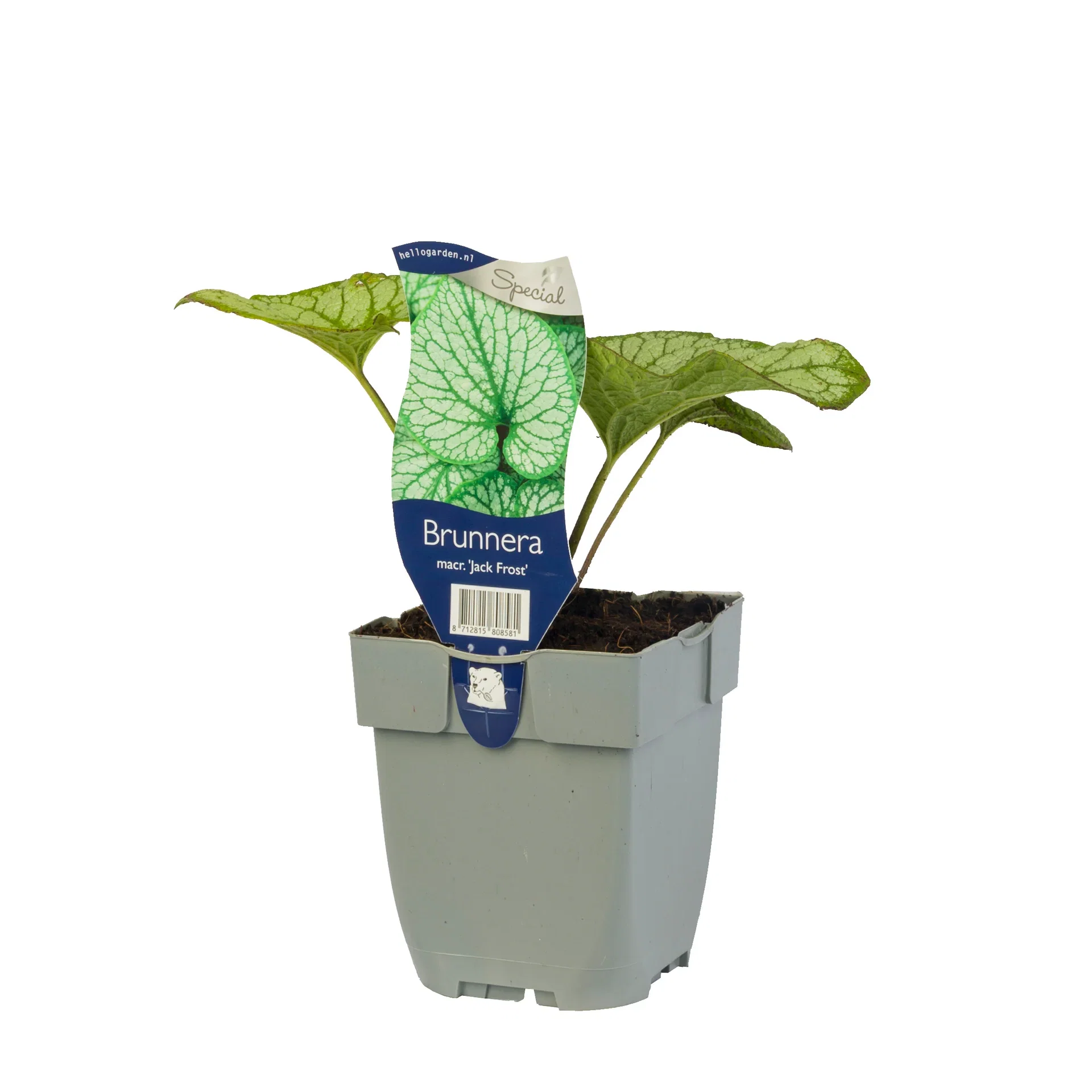 Forglemmegeisøster 'Jack Frost'