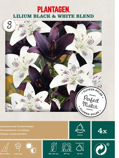 Lilje miks sort og hvit