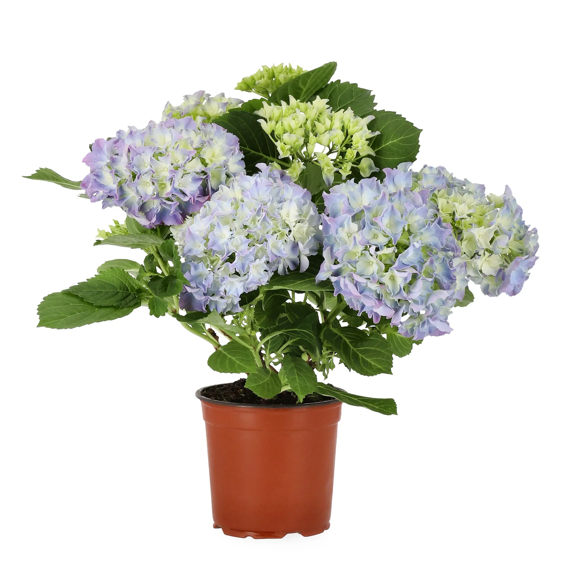 Stuehortensia
