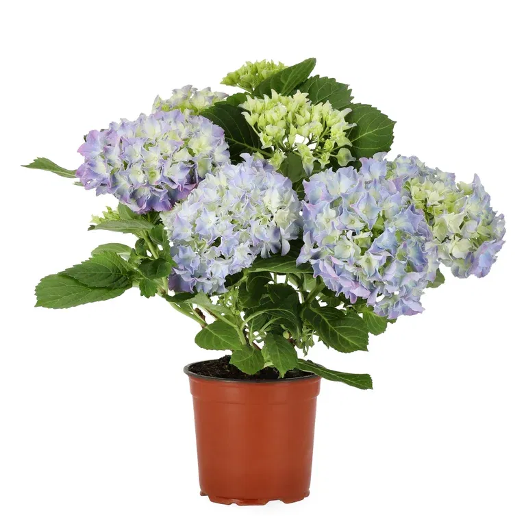 Stuehortensia