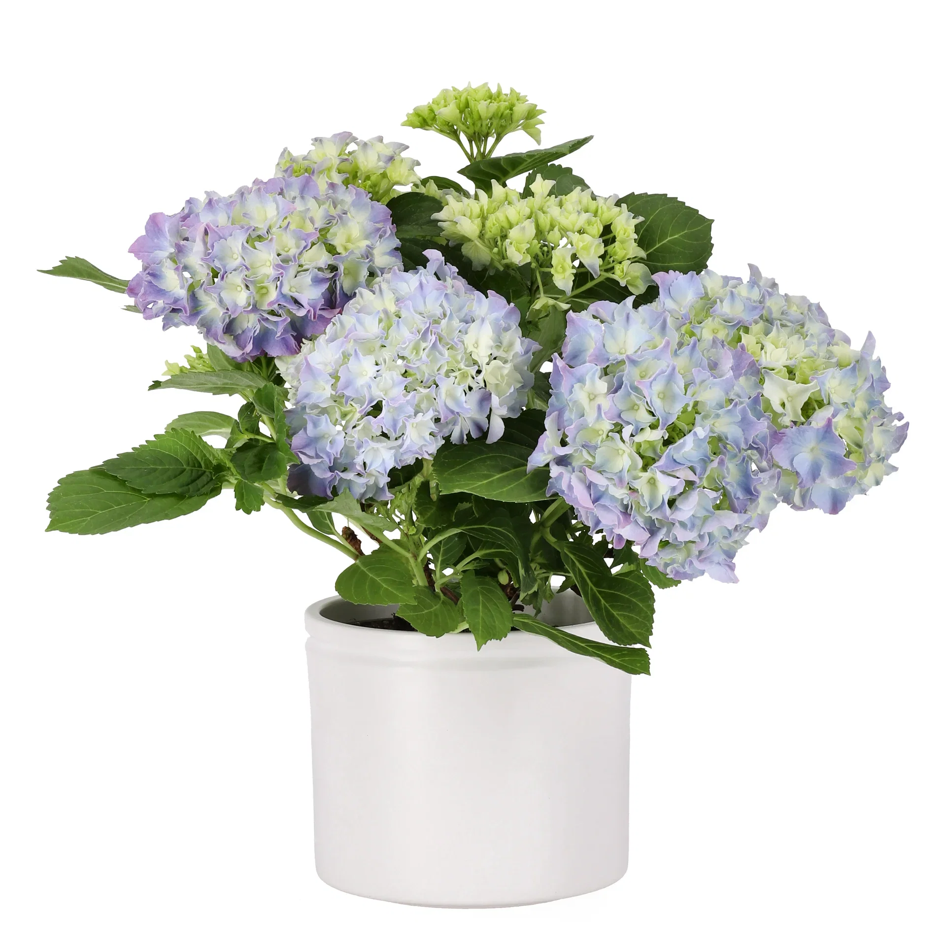 Stuehortensia