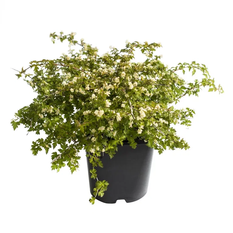 Flikkranstopp 'Crispa'