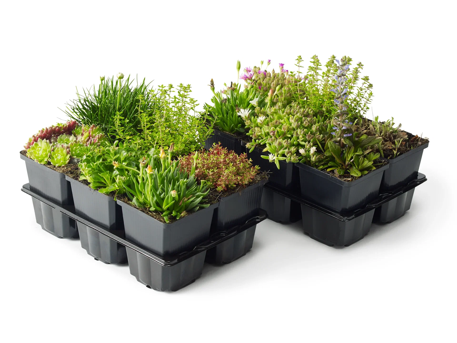 Stenbedplanter, miks