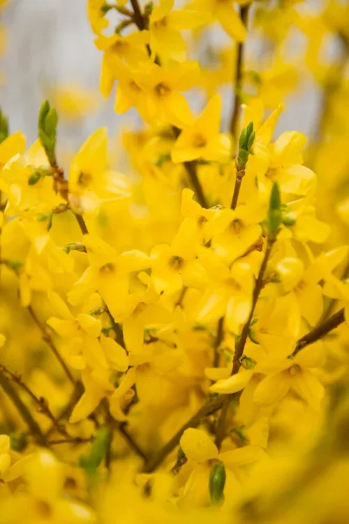 Praktgullbusk 'Lynwood'