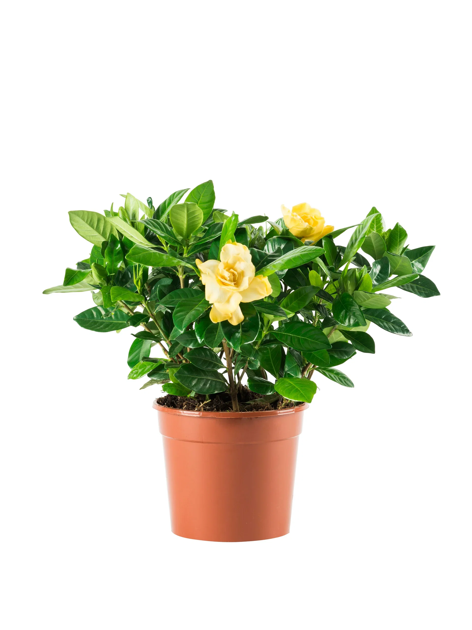 Gardenia