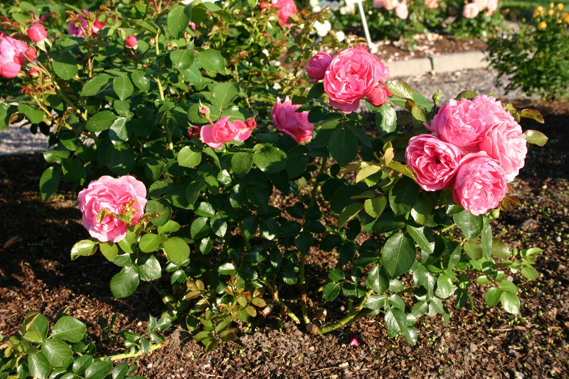 Klaserose 'Leonardo DaVinci'