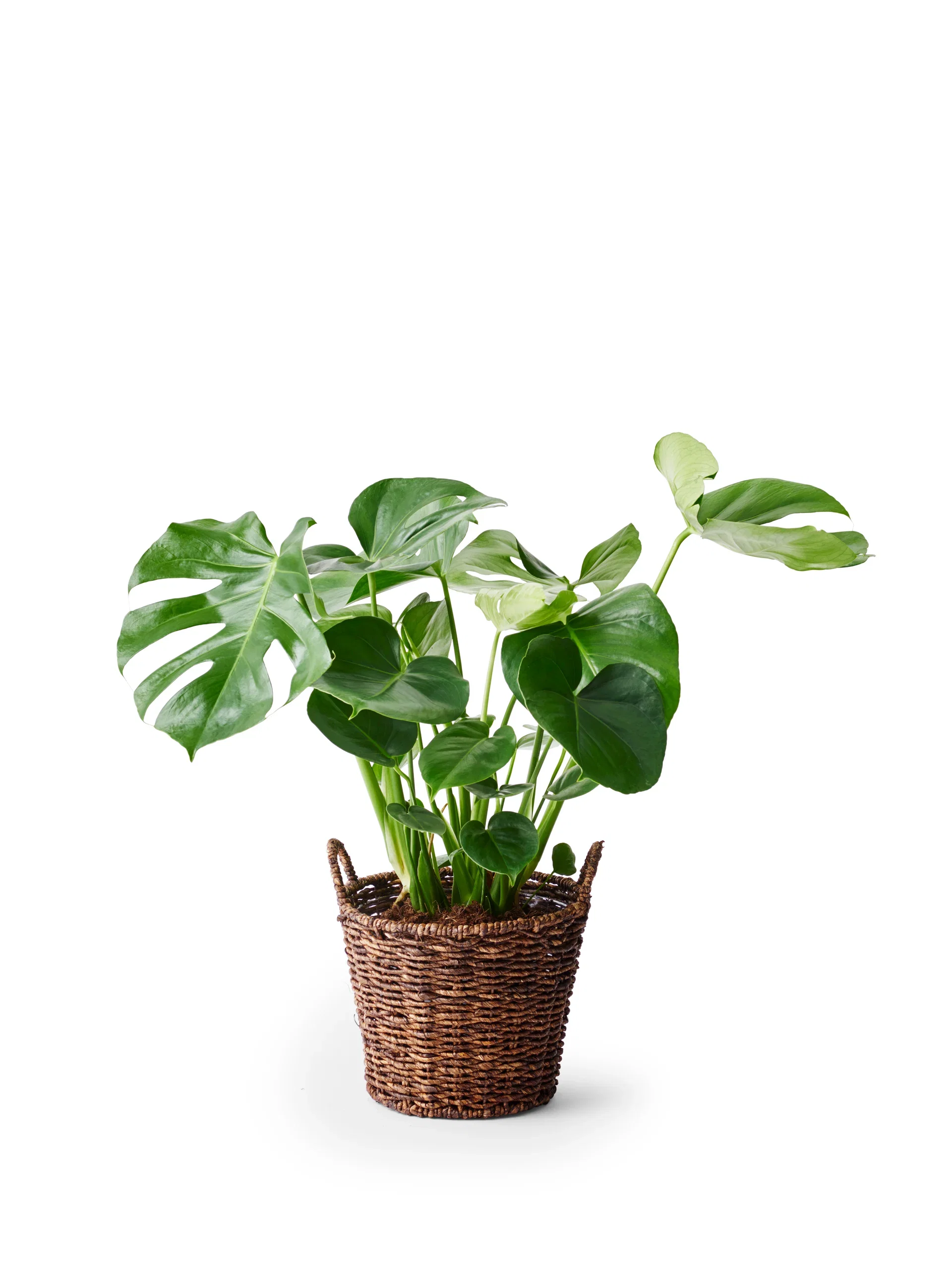 Monstera