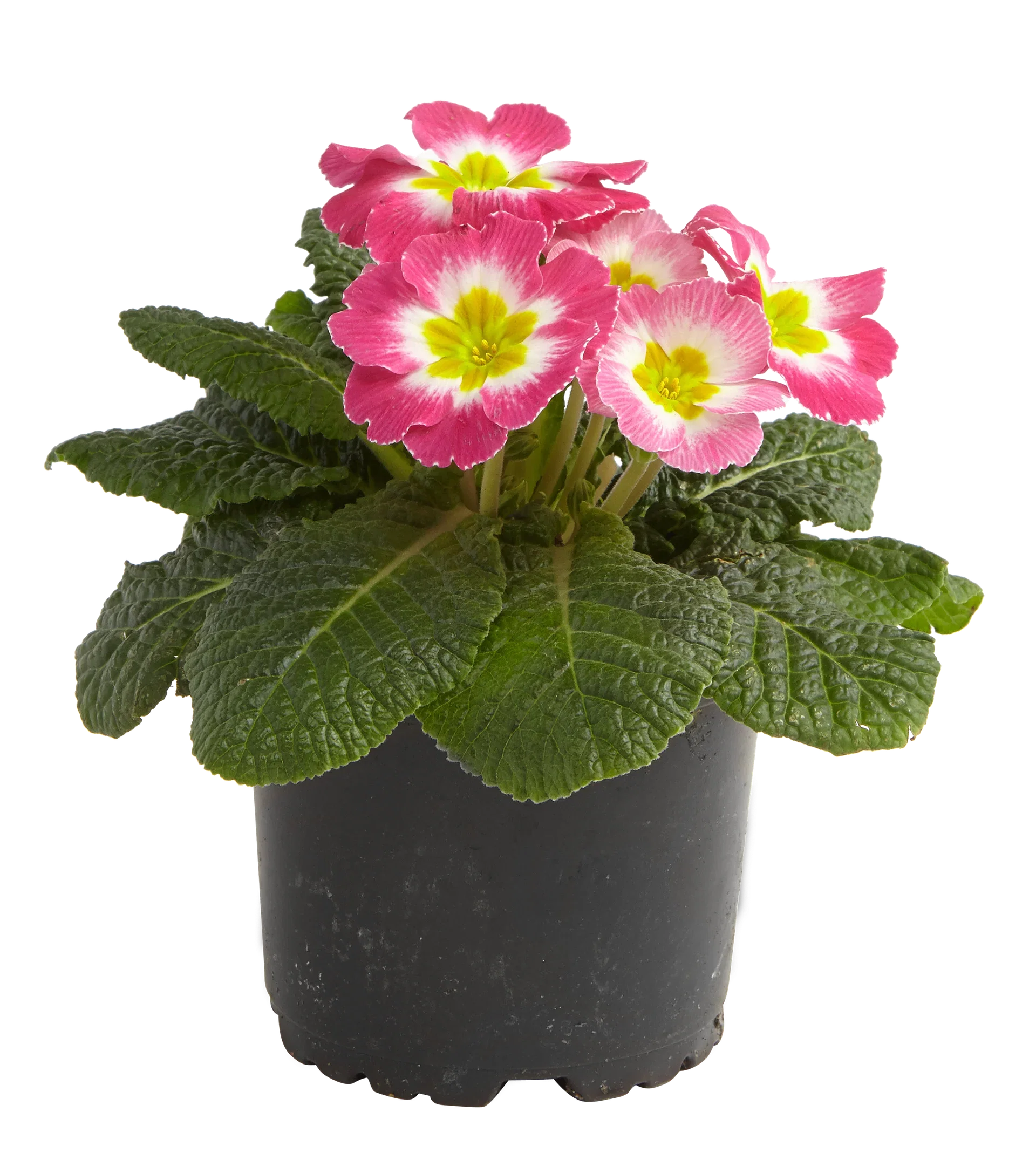 Primula