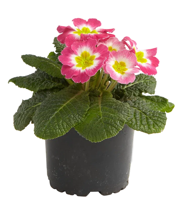 Primula