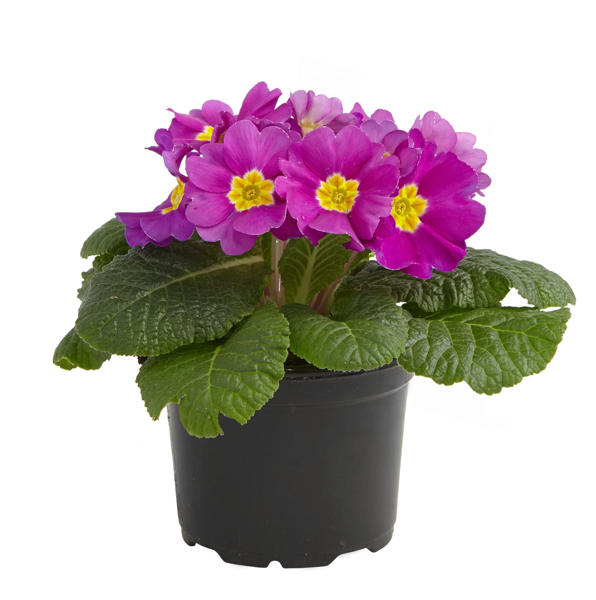 Primula