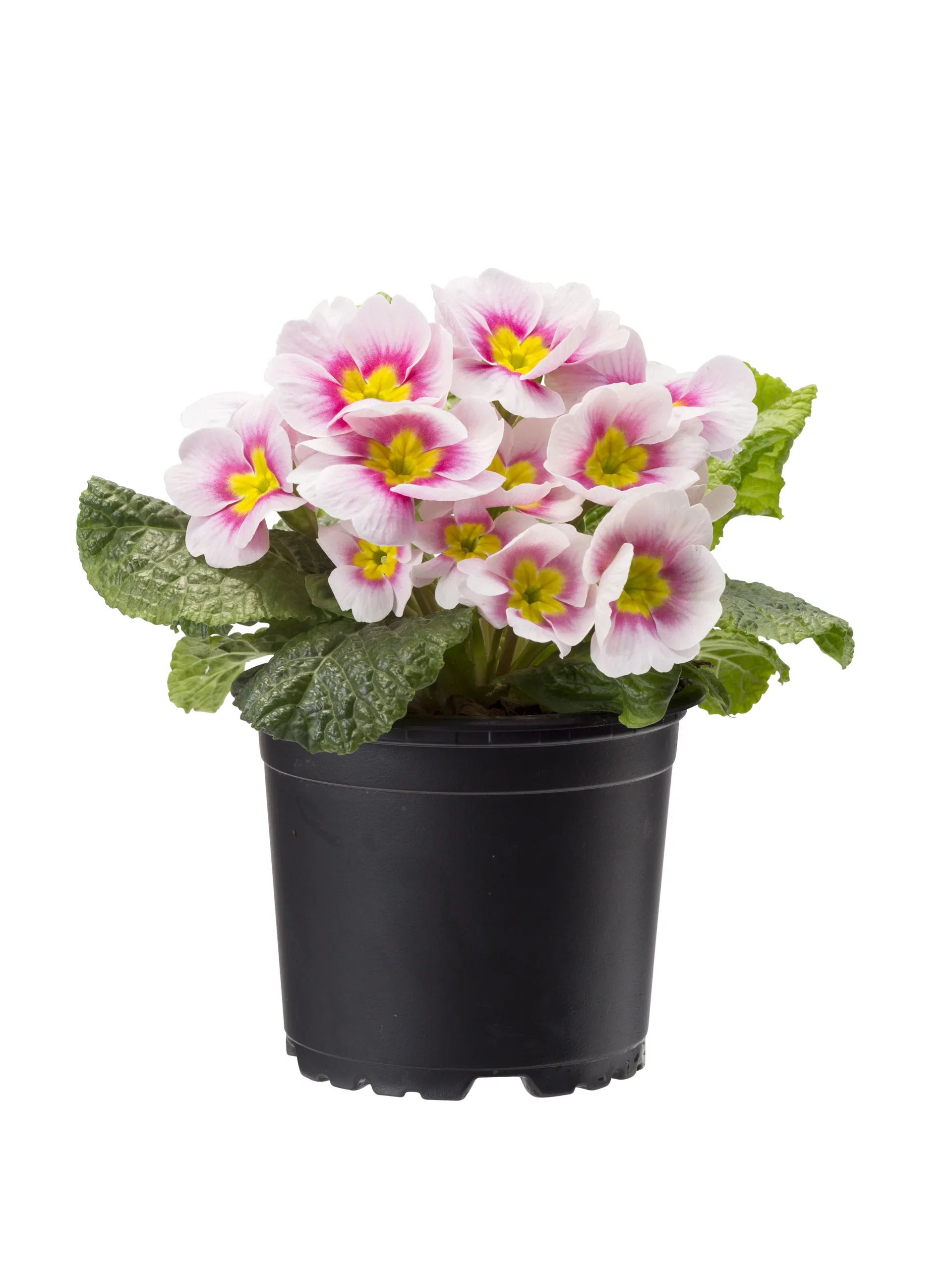 Primula