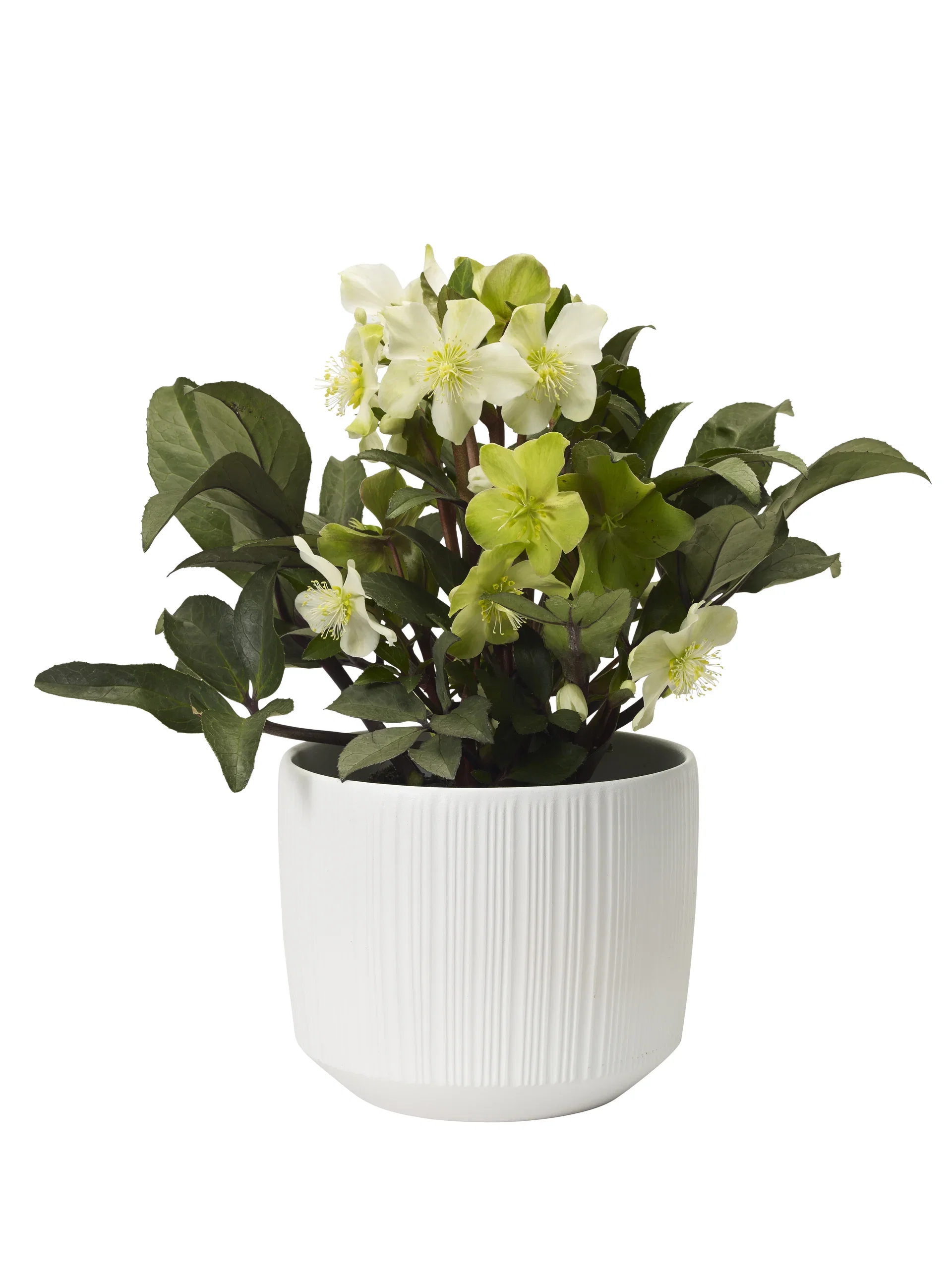 Julerose BEAUTY PRINCESS