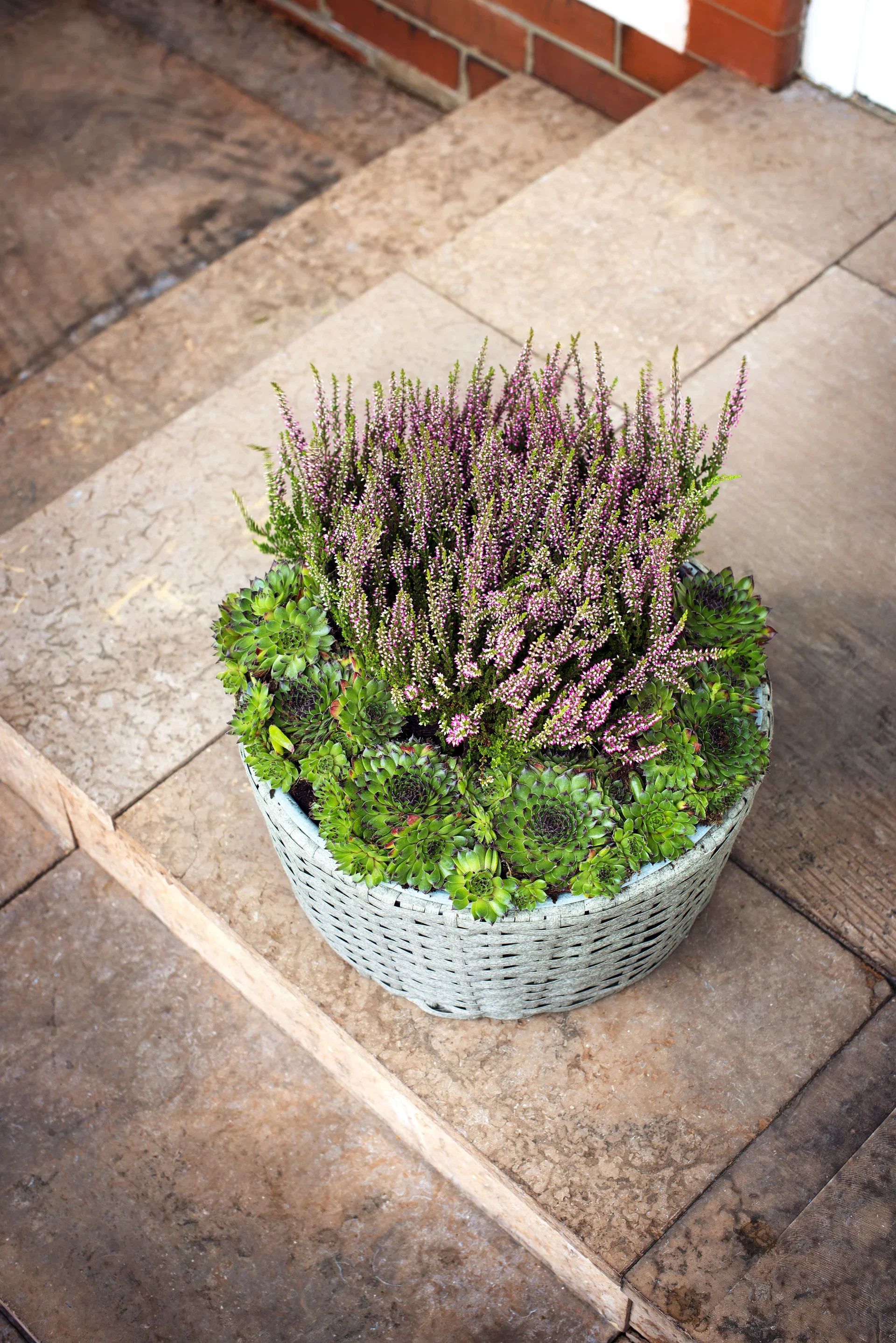 All Nature Røsslyng