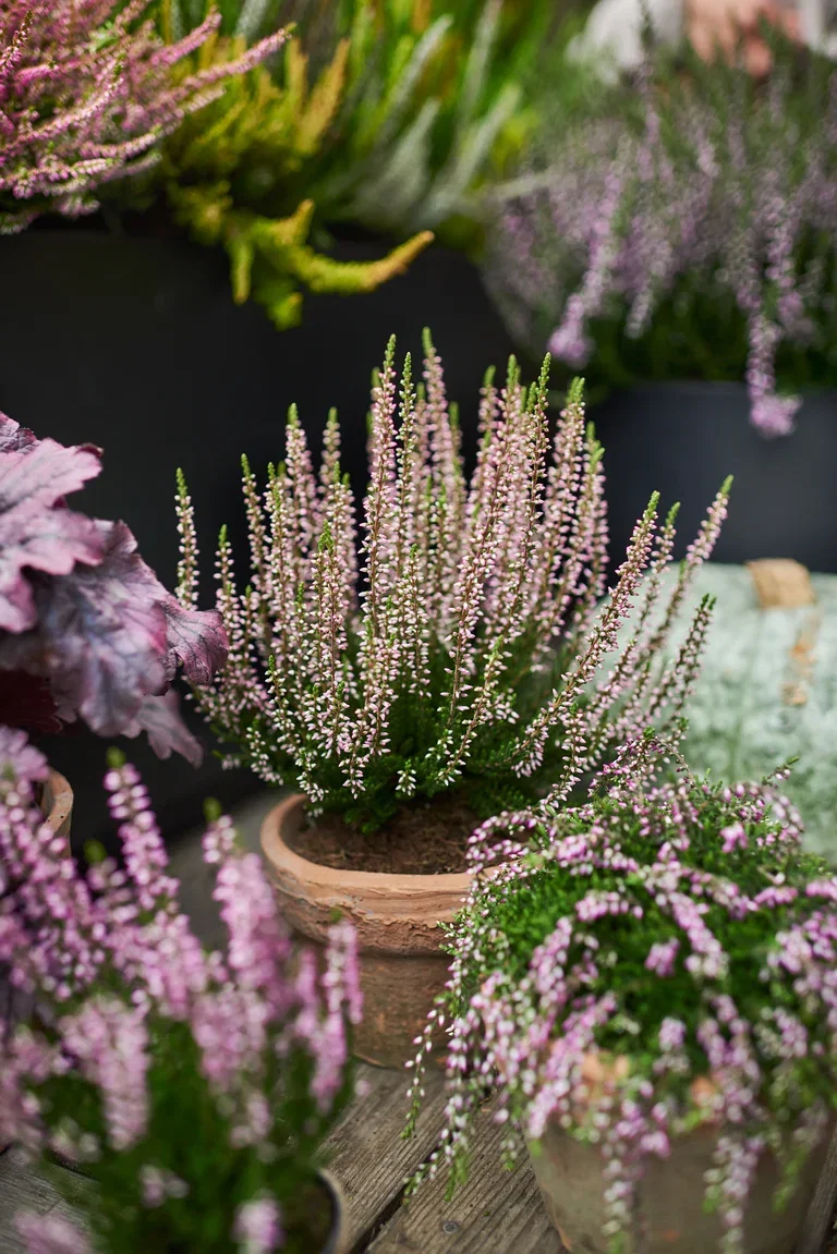 All Nature Røsslyng