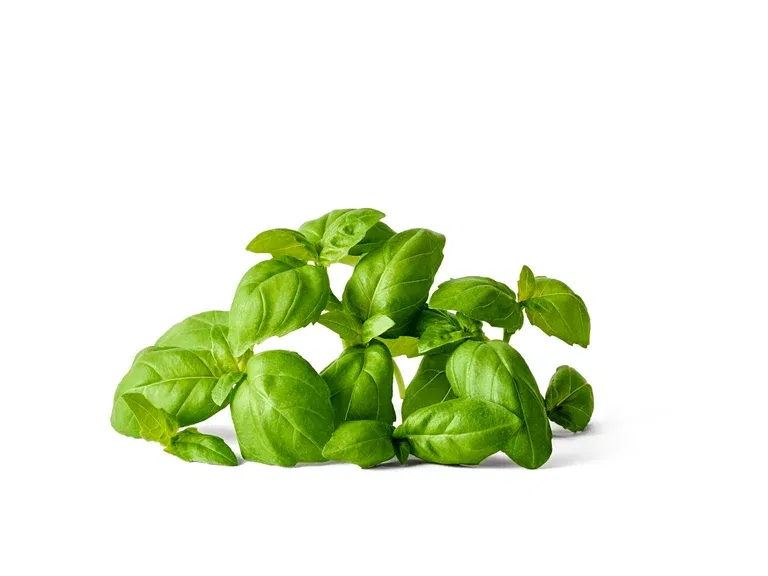 Basilikum