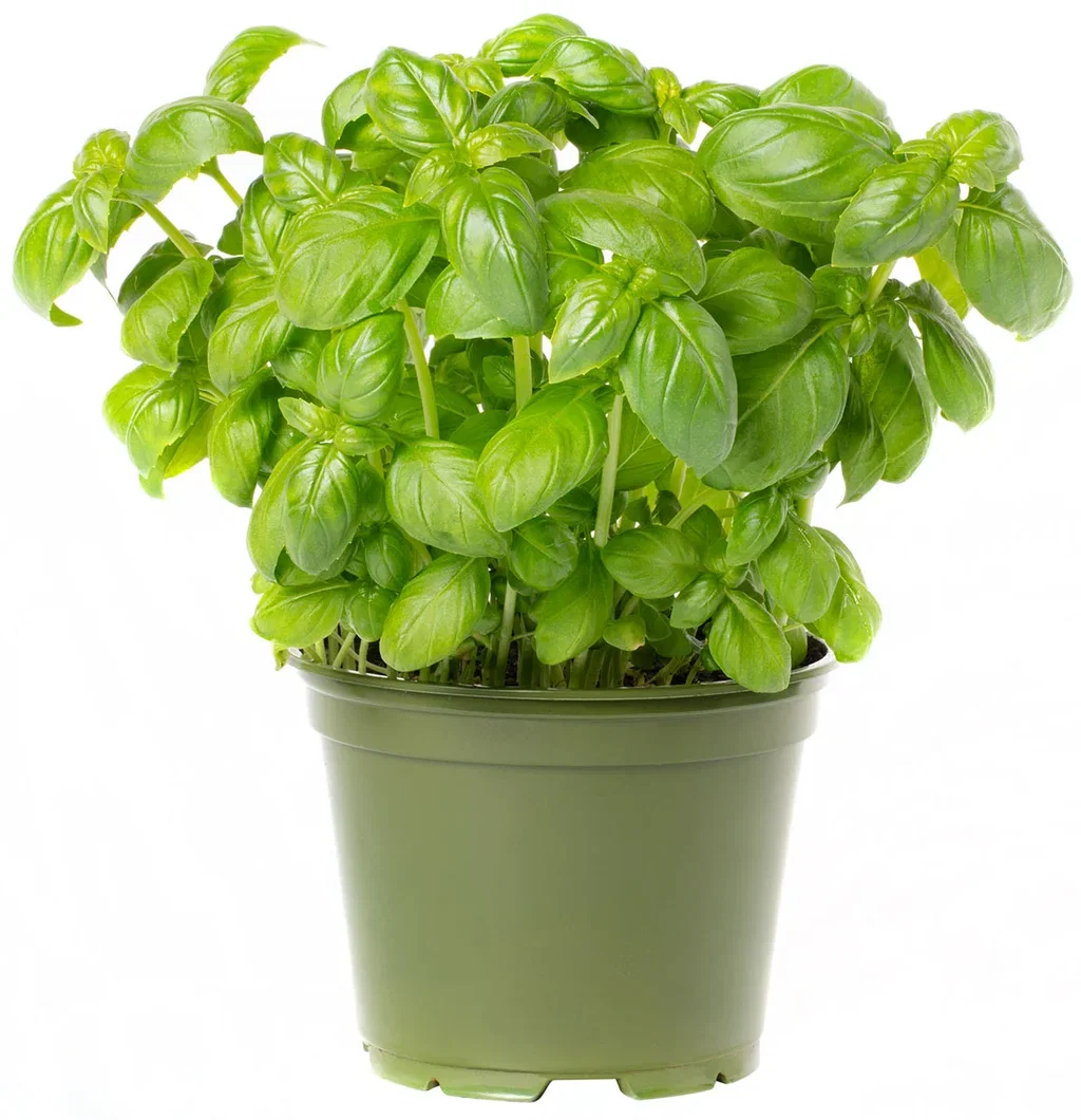 Basilikum