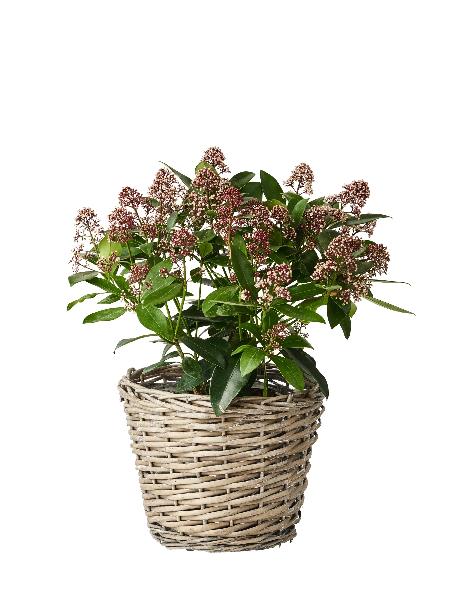 Skimmia japonica 'Rubella'