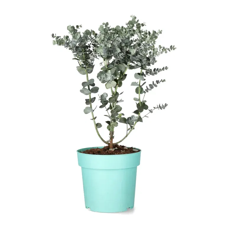 Eucalyptus 'Azura'