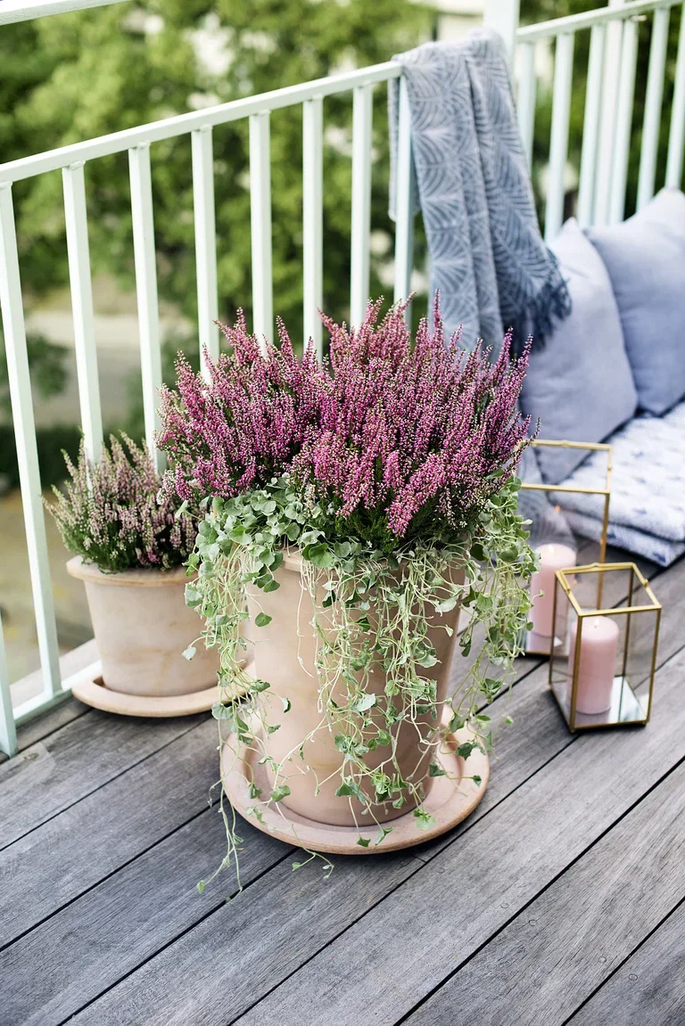 Dichondra 'Silverfall'
