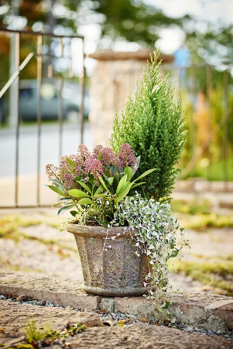 Dichondra 'Silverfall'