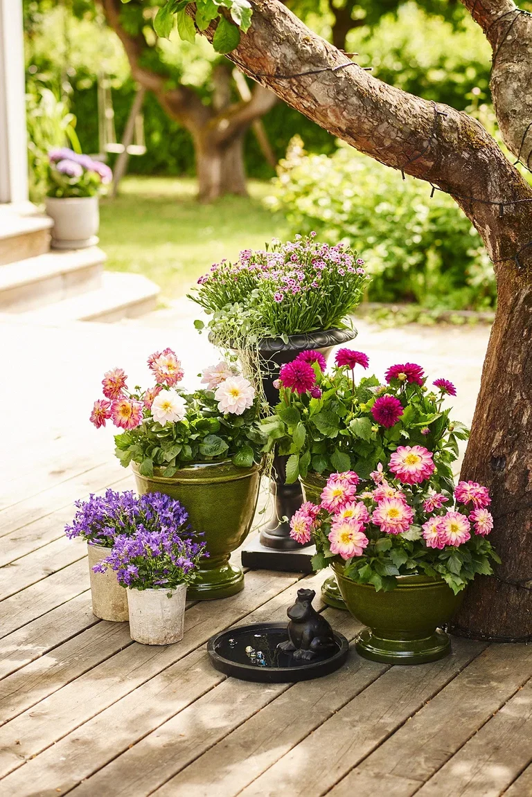 Dichondra 'Silverfall'